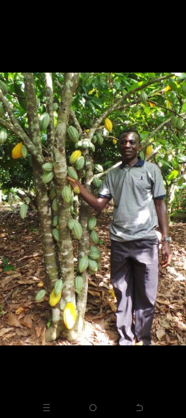Cocoa Farmers and Their Woes: The Bitter Side of a Sweet Crop
